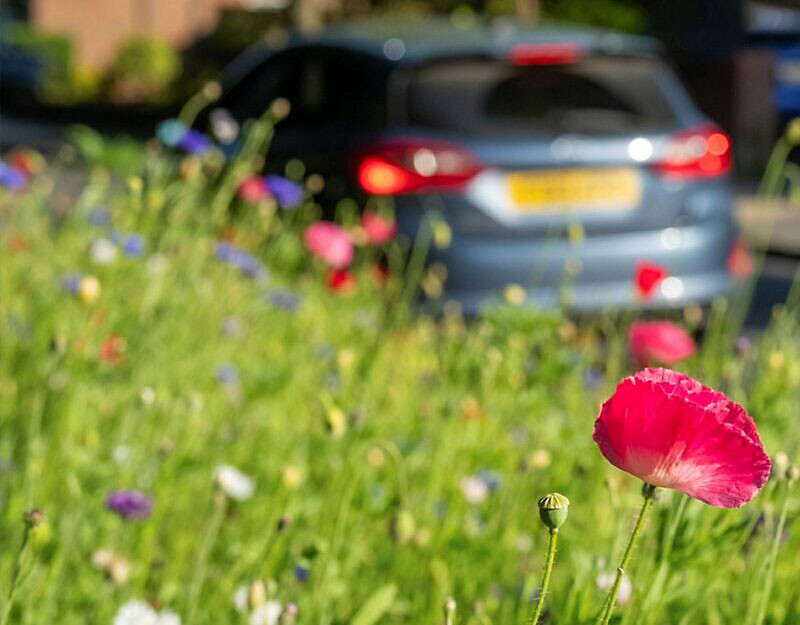 Biodiversiteit