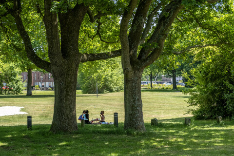 Kinderen picknicken onder een boom in een park.