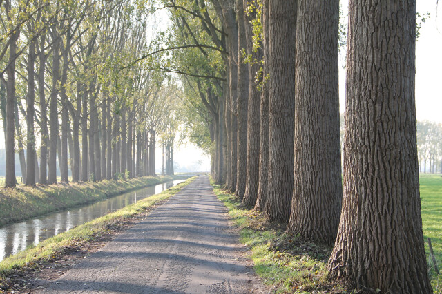 Laan met bomen