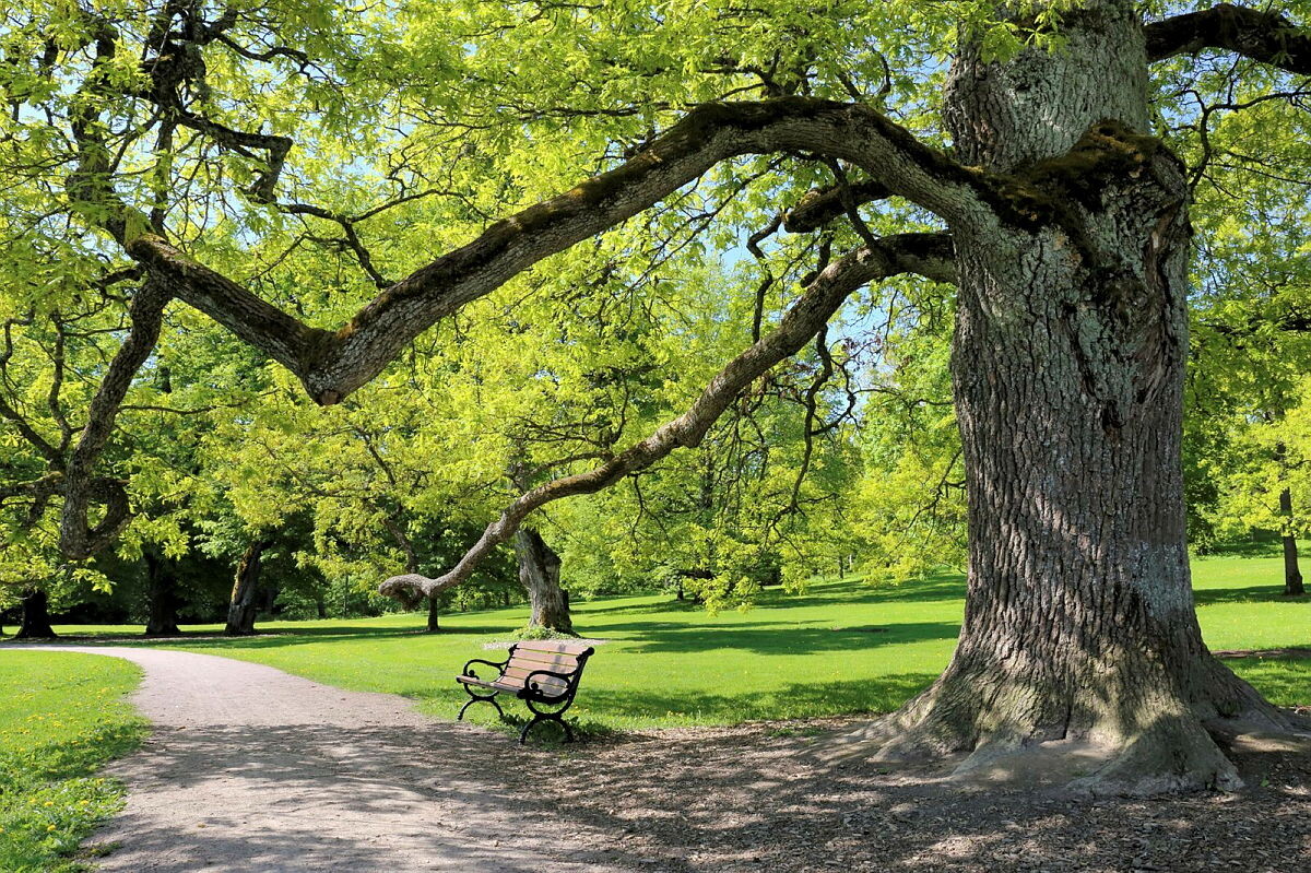 Park groen boom bankje boom